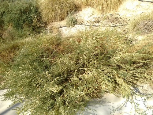 Soda oppositifolia, photograph 5