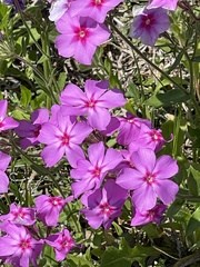 Phlox drummondii