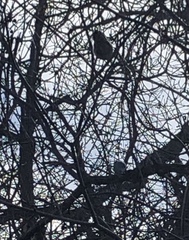 Sitta carolinensis
