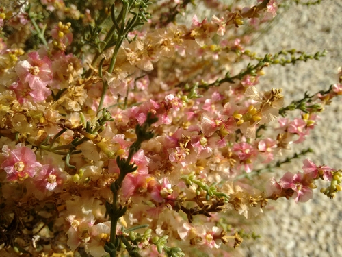 Soda oppositifolia, photograph 6