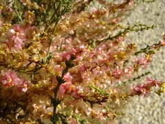 Salsola oppositifolia