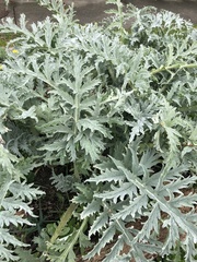 Cynara cardunculus