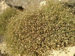 Centaurea aspera stenophylla