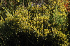 Aspalathus ericifolia ericifolia
