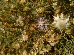 Centaurea aspera stenophylla