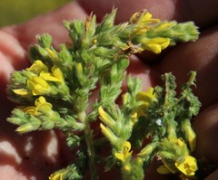 Aspalathus ericifolia ericifolia
