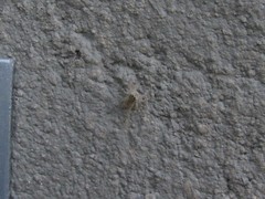 Menemerus bivittatus