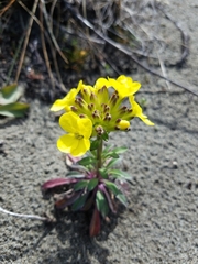 Erysimum menziesii