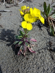 Erysimum menziesii