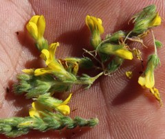 Aspalathus ericifolia ericifolia