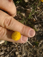 Anacyclus valentinus