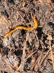 Scolopocryptops gracilis