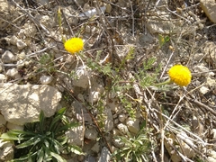 Anacyclus valentinus