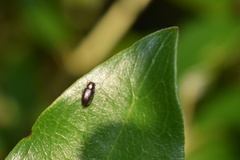 Maoraxia eremita