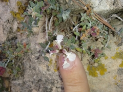 Teucrium amplexicaule