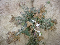 Teucrium amplexicaule