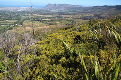 Aspalathus ericifolia ericifolia