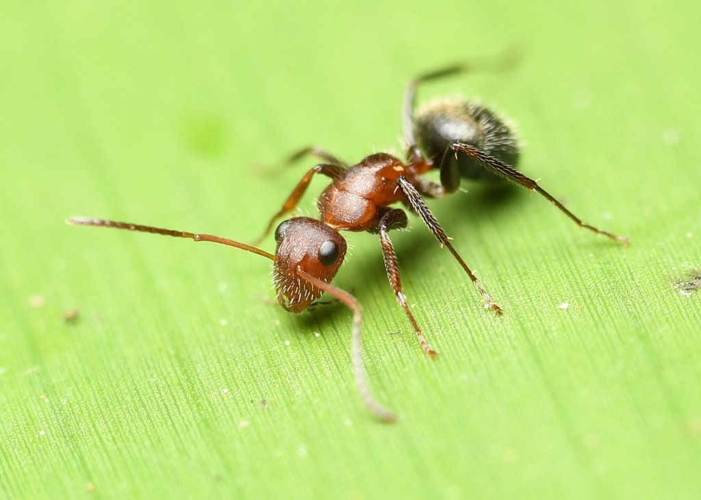 Compact Carpenter Ant