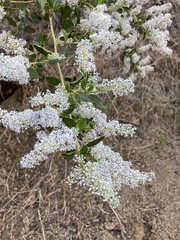 Ceanothus spinosus