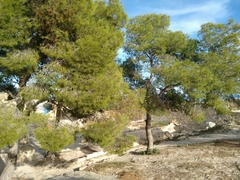 Pinus halepensis