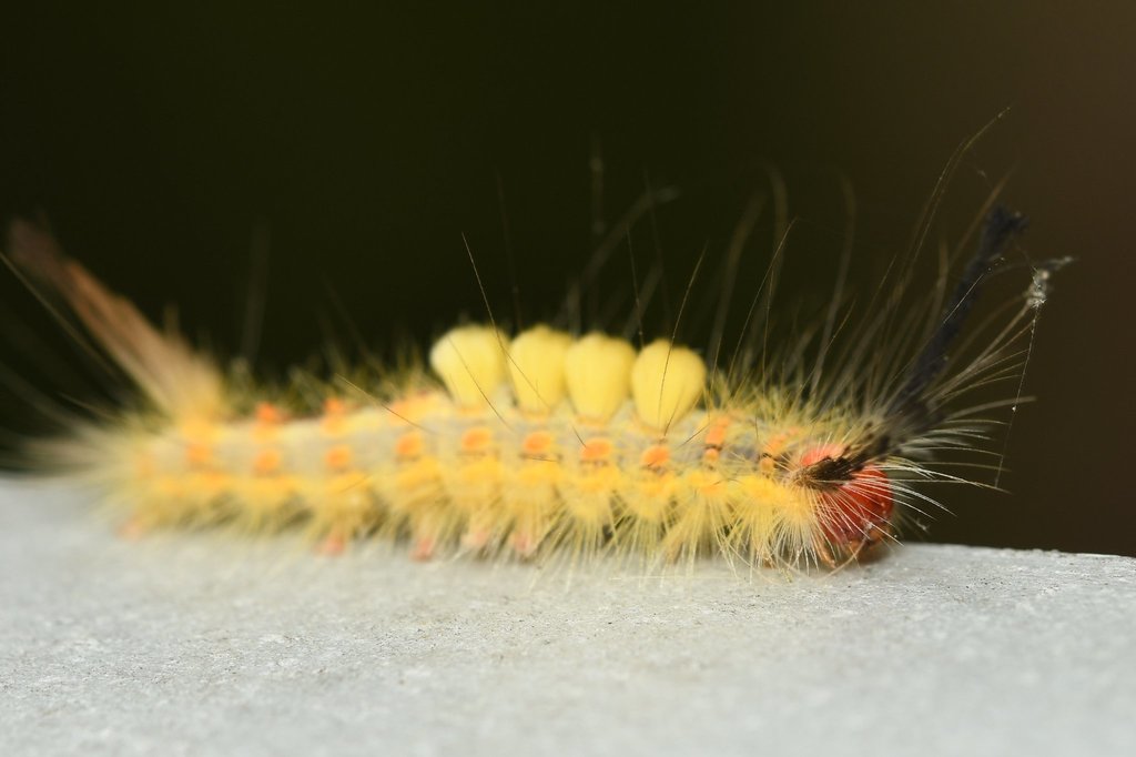 Fir Tussock Moth