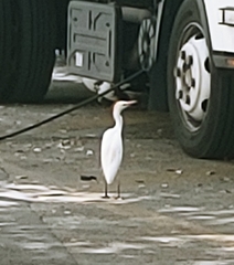 Bubulcus ibis image