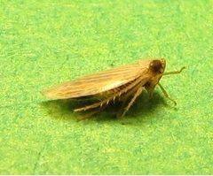Graminella plana