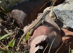 Leiocephalus raviceps