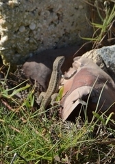 Leiocephalus raviceps