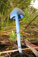 Entoloma virescens