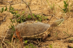 Hilaire's Side-Necked Turtle photo 2