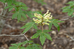 Aesculus pavia flavescens