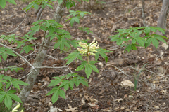 Aesculus pavia flavescens