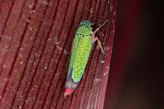 Versigonalia vermiculata