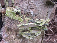 Trametes gibbosa