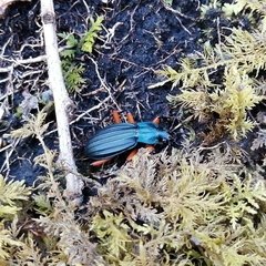 Carabus galicianus