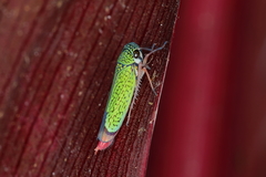 Versigonalia vermiculata