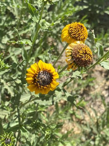 Image of Helianthus laciniatus by (c) Betsy Reyes, some rights reserved (CC BY-SA)