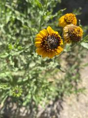 Helianthus laciniatus
