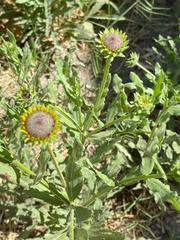 Helianthus laciniatus