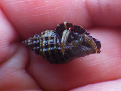 Paciocinebrina interfossa