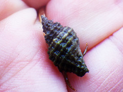 Paciocinebrina interfossa