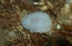Onchidoris evincta