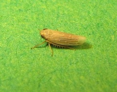 Graminella plana