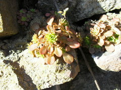 Sedum cepaea
