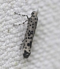 Yponomeuta pustulellus