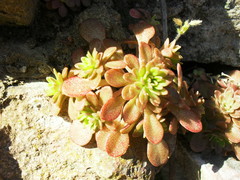 Sedum cepaea