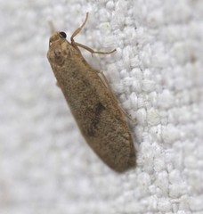 Lambula obliquilinea