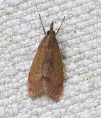 Syntonarcha vulnerata