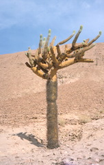 Browningia candelaris